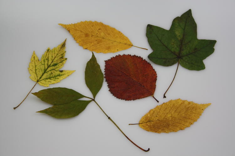 herbstdeko-blaetter-anleitung2