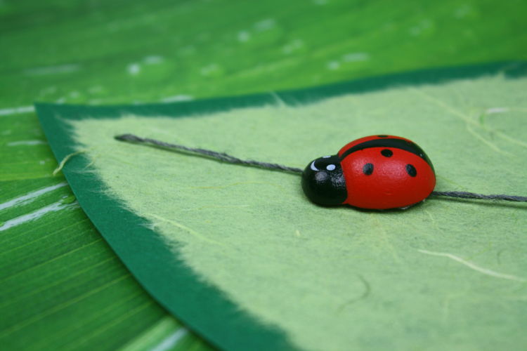 marienkaefer-auf-blatt-basteln7