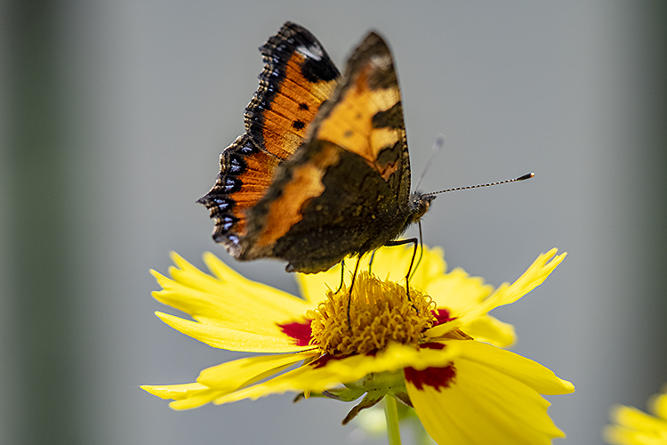 naturnahe-balkone-schmetterling